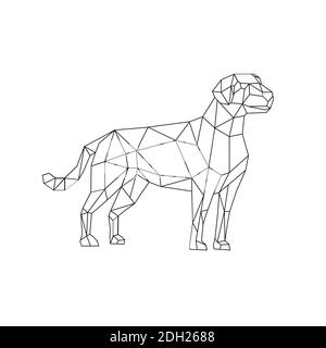 Labrador Drahtmodell Low Polygon Line Art Stockfoto