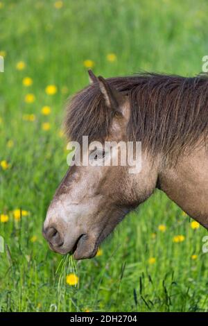 Nahaufnahme eines isländischen Pferdes (Equus ferus caballus / Equus Scandinavicus), das im Sommer Gras auf der Wiese frisst, Island Stockfoto