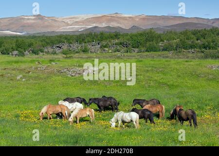 Herde isländischer Pferde (Equus ferus caballus / Equus Scandinavicus) Beweidung auf Wiese im Sommer, Island Stockfoto