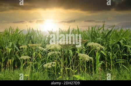 Dramatischer Sonnenuntergang über Maisfeldern. Stockfoto