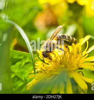 Biene auf der Blume ein Löwenzahn Stockfoto