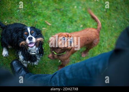 Zwei Cavalier King Charles Spaniel Hunde Stockfoto