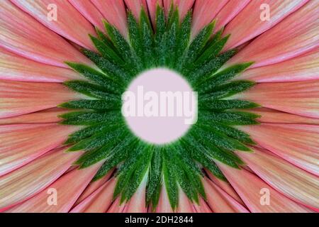 Nahaufnahme der Rückseite einer Gerbera mit einem Kreis für Text zentrieren Stockfoto