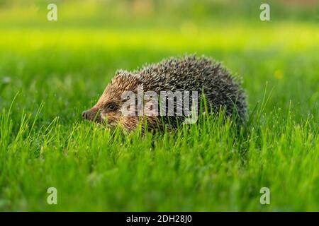 Kleine Igel im grünen Gras essen. Nahaufnahme. Naturkonzept für Wildtiere. Stockfoto