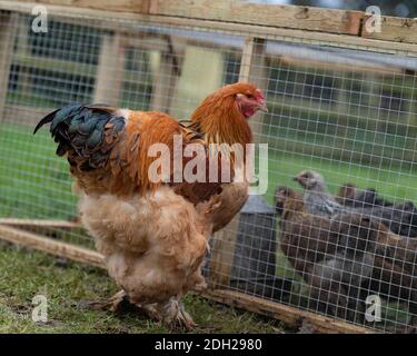 Brahma-Hühner frei im Bereich Stockfoto