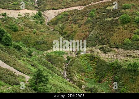 Wildes Gras und Bäume auf Hochwiese am Berg Stockfoto