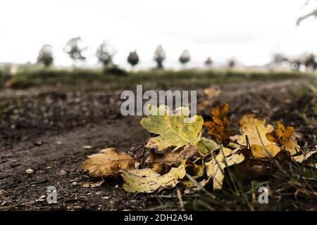 Eine Nahaufnahme der Herbstblätter auf dem Schwarzen Stockfoto