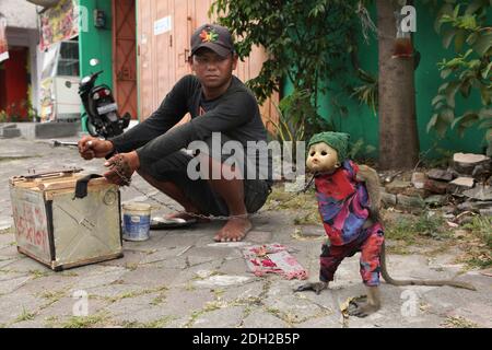 Gelernter Makake namens Undun mit Maske aus gebrochenem Puppenkopf und sein 17-jähriger Besitzer Latif treten an ihrem Arbeitsplatz an einer belebten Kreuzung in Surakarta in Zentral-Java, Indonesien auf. Straßenaufführungen mit wilden Affen, die als Topeng Monyet ('masster Affe' oder 'tanzender Affe') bekannt sind, sind in Indonesien trotz der Proteste von Tierrechtsaktivisten immer noch sehr beliebt. Langschwanzmakaken (Macaca fascicularis) werden normalerweise für diese grausame Praxis verwendet. Stockfoto