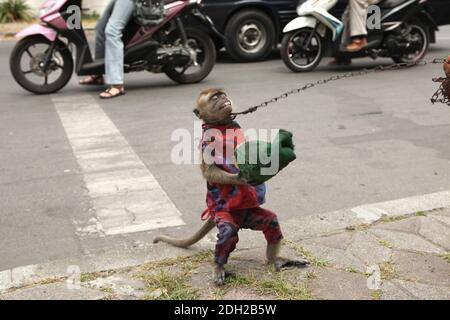 Gelernter Makak namens Undun, der seine Maske aus dem Kopf einer Puppe hält, und sein 17-jähriger Besitzer Latif treten an ihrem Arbeitsplatz an einer belebten Kreuzung in Surakarta in Zentraljava, Indonesien, auf. Straßenaufführungen mit wilden Affen, die als Topeng Monyet ('masster Affe' oder 'tanzender Affe') bekannt sind, sind in Indonesien trotz der Proteste von Tierrechtsaktivisten immer noch sehr beliebt. Langschwanzmakaken (Macaca fascicularis) werden normalerweise für diese grausame Praxis verwendet. Stockfoto