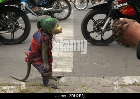 Gelernter Makake namens Undun mit Maske aus gebrochenem Puppenkopf und sein 17-jähriger Besitzer Latif treten an ihrem Arbeitsplatz an einer belebten Kreuzung in Surakarta in Zentral-Java, Indonesien auf. Straßenaufführungen mit wilden Affen, die als Topeng Monyet ('masster Affe' oder 'tanzender Affe') bekannt sind, sind in Indonesien trotz der Proteste von Tierrechtsaktivisten immer noch sehr beliebt. Langschwanzmakaken (Macaca fascicularis) werden normalerweise für diese grausame Praxis verwendet. Stockfoto