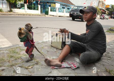 Gelernter Makak namens Undun, der seine Maske aus dem Kopf einer Puppe hält, und sein 17-jähriger Besitzer Latif treten an ihrem Arbeitsplatz an einer belebten Kreuzung in Surakarta in Zentraljava, Indonesien, auf. Straßenaufführungen mit wilden Affen, die als Topeng Monyet ('masster Affe' oder 'tanzender Affe') bekannt sind, sind in Indonesien trotz der Proteste von Tierrechtsaktivisten immer noch sehr beliebt. Langschwanzmakaken (Macaca fascicularis) werden normalerweise für diese grausame Praxis verwendet. Stockfoto