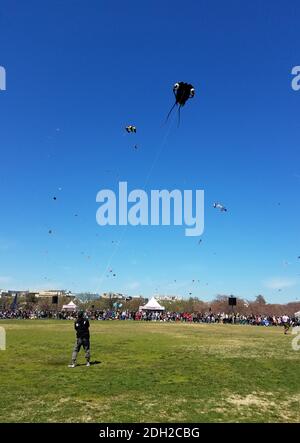 WASHINGTON, DC - 31. März 2018: Ein Mann, der beim Kite Festival in der National Mall, in der Nähe des Washington Monument, einen Tintenfisch-förmigen Drachen fliegt Stockfoto