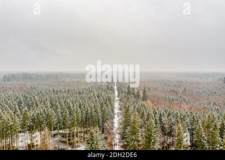 Luftaufnahme eines verschneiten Waldes mit hohen Kiefern und gerader Straße mit dem Auto im Winter. Stockfoto