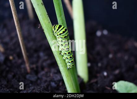 Raupe im Larvenstadium der Lepidoptera-Insektenordnung von Schmetterlingen und Motten, die auf einem Ast kriechen. Stockfoto