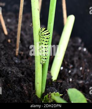 Raupe im Larvenstadium der Lepidoptera-Insektenordnung von Schmetterlingen und Motten, die auf einem Ast kriechen. Stockfoto