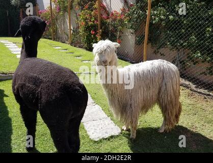 Suri Alpakas in einem Bauernhof in Peru. Alpakas und Lamas sind domestizierte Tiere aus der Kamelfamilie in Südamerika. Stockfoto