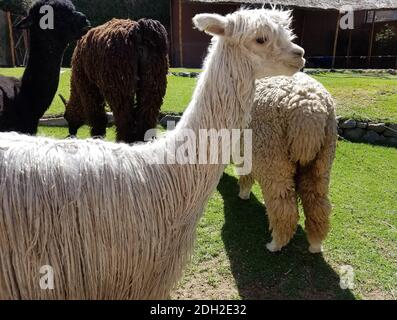 Suri Alpaca Nahaufnahme in einem Bauernhof in Peru. Alpakas und Lamas sind domestizierte Tiere aus der Kamelfamilie in Südamerika. Stockfoto