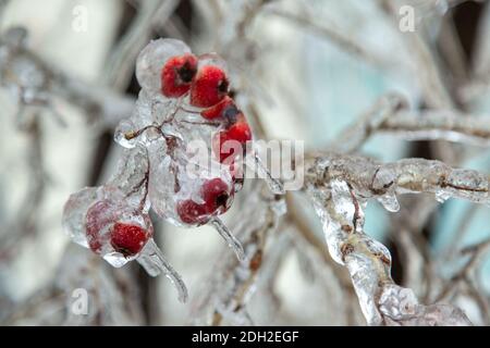 Rote Mini-Äpfel, Beeren hängen auf dem Baum in einem Bündel sind sehr gefroren, komplett in Eis. Sehr groß. Stockfoto