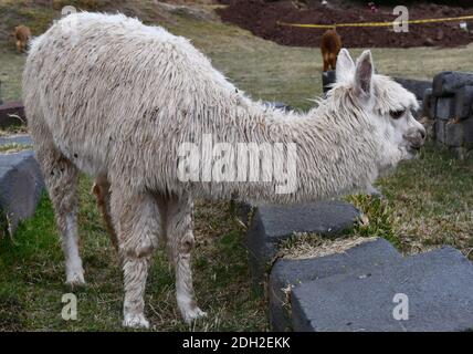 Suri Alpaca Nahaufnahme in Peru. Alpakas und Lamas sind domestizierte Tiere aus der Kamelfamilie in Südamerika. Stockfoto