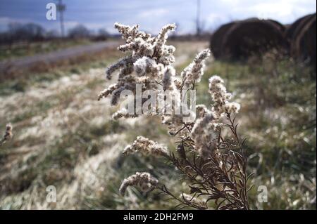 Eine Goldrutenpflanze, die zum Samen gegangen ist, bläst in der Herbstbrise an einem sonnigen Missouri Tag. Stockfoto