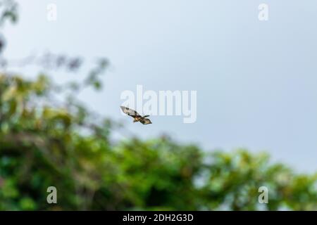 Schwarzer Drachen (Milvus migrans), Einzelvogel im Flug, Portugal, Dezember 2020 Stockfoto