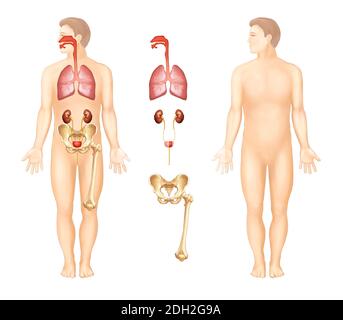 Anatomische Illustrationen von menschlichen Organen Stockfoto