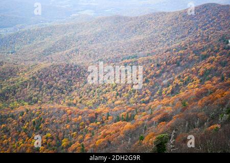 Luftaufnahme der von Wäldern bedeckten Berge des Shenandoah Valley In hellen Herbstfarben Stockfoto