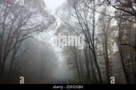 Neblige Straße schlängelt sich im Spätherbst durch einen Wald Stockfoto