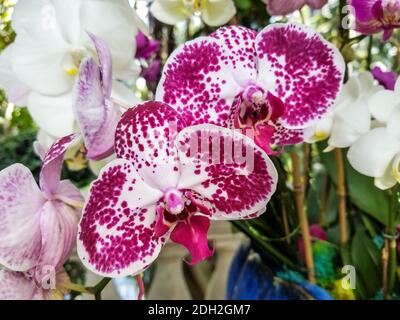 Nahaufnahme einer bunten Orchideenblüte mit roten, weißen und kastanienbraunen Blüten Stockfoto
