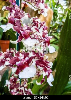 Nahaufnahme einer bunten Orchideenblüte mit roten, weißen und kastanienbraunen Blüten Stockfoto