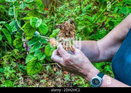 Frau tote-heading Rosen im Garten. Stockfoto