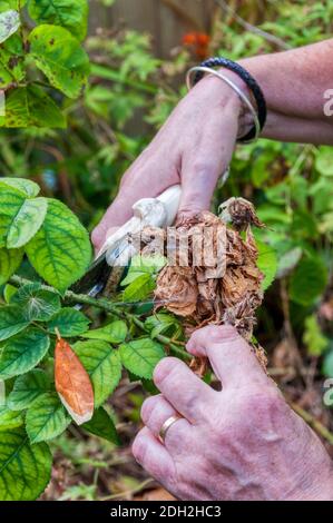 Frau tote-heading Rosen im Garten. Stockfoto