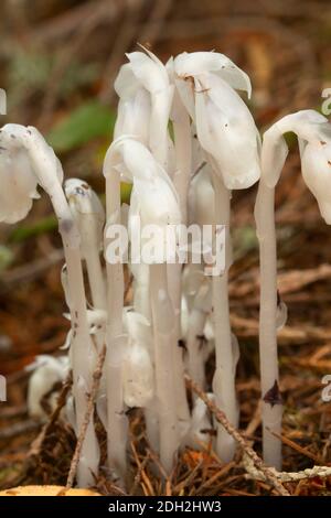 Indische Pfeife (Monotropa uniflora), Niagara County Park, Marion County, Oregon Stockfoto