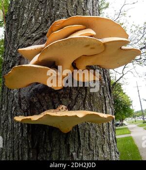 Große Gruppe von flachen Pilzen wächst auf der Rinde von Ein Baumstamm Stockfoto