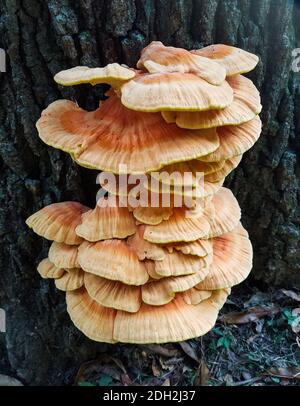 Große Gruppe von flachen Pilzen wächst auf der Rinde von Ein Baumstamm Stockfoto