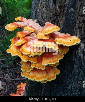 Große Gruppe von flachen Pilzen wächst auf der Rinde von Ein Baumstamm Stockfoto