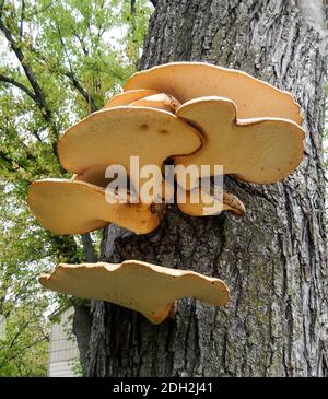 Große Gruppe von flachen Pilzen wächst auf der Rinde von Ein Baumstamm Stockfoto