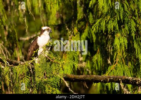 Fischadler (Pandion haliaetus), Silverton Marine Park, Silverton, Oregon Stockfoto