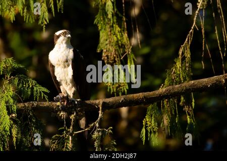 Fischadler (Pandion haliaetus), Silverton Marine Park, Silverton, Oregon Stockfoto