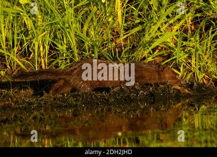 Amerikanischer Nerz (Neovison Vison), Willamette River Greenway, Marion County, Oregon Stockfoto