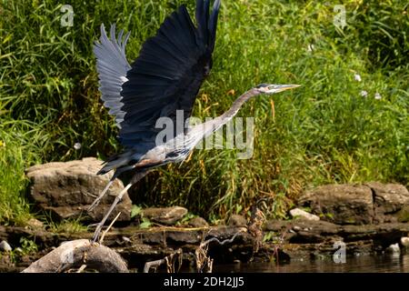 Großer Blaureiher (Ardea herodias) auf Willamette River, Willamette River Greenway, Marion County, Oregon Stockfoto