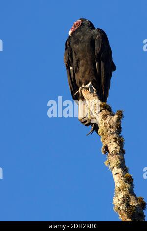 Putengeier (Cathartes Aura), Riverside Park, Stayton, Oregon Stockfoto