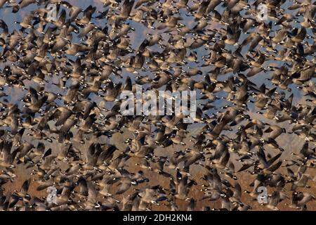 Start der kanadischen Gänse (Branta canadensis), Ankeny National Wildlife Refuge, Oregon Stockfoto