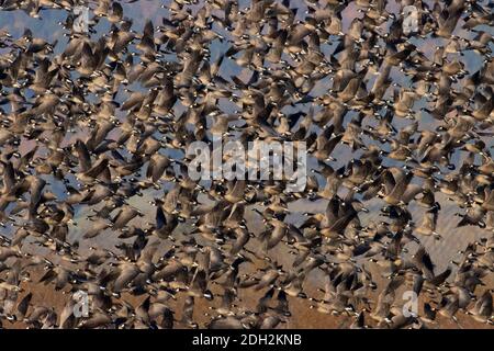 Start der kanadischen Gänse (Branta canadensis), Ankeny National Wildlife Refuge, Oregon Stockfoto