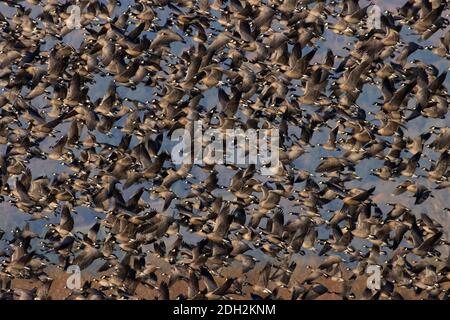 Start der kanadischen Gänse (Branta canadensis), Ankeny National Wildlife Refuge, Oregon Stockfoto