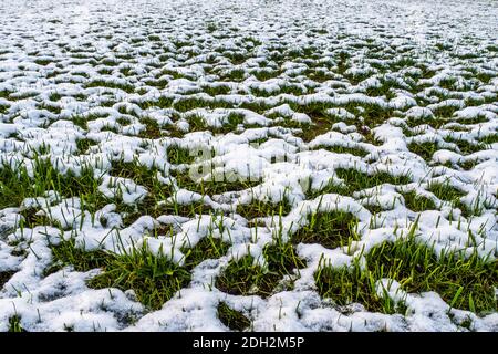 Herbstgras unter dem Schnee als Hintergrund Stockfoto
