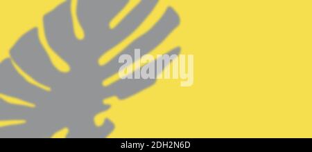 Abstrakter gelber, sauberer Hintergrund mit grauem Schatten aus Monstera-Blättern. Beleuchtende Farbschattenüberlagerung. Tropische Baumblätter. Verschwommener Trend Stockfoto