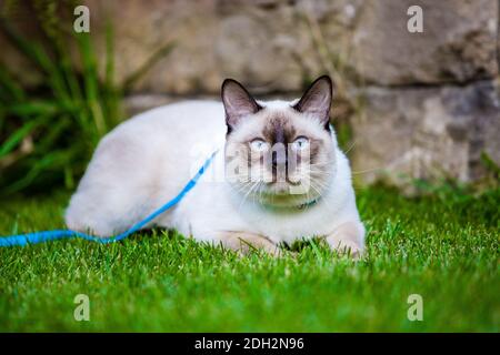 Nahaufnahme einer erwachsenen Mekong Bobtail Katze, die draußen auf grünem Gras posiert. Eine Katze geht auf einem grünen Rasen mit einer blauen Leine. Junge Katze, Stockfoto