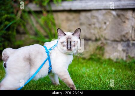 Nahaufnahme einer erwachsenen Mekong Bobtail Katze, die draußen auf grünem Gras posiert. Eine Katze geht auf einem grünen Rasen mit einer blauen Leine. Junge Katze, Stockfoto