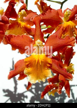 Nahaufnahme von tiefroten Orchideen, die blühen Stockfoto